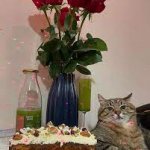 Stepan cat