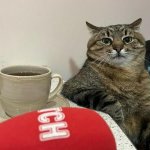 Stepan cat