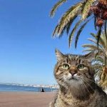 Stepan cat