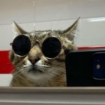 Stepan cat