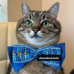 Stepan cat