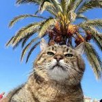 Stepan cat