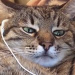Stepan cat