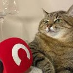 Stepan cat