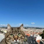Stepan cat