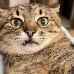 Stepan cat