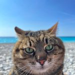 Stepan cat