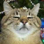 Stepan cat