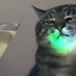 Stepan cat