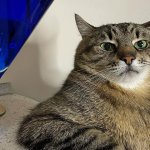 Stepan cat