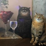 Stepan cat