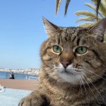 Stepan cat