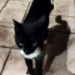 Cato