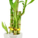 Lucky Bamboo