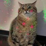 Stepan, the Cat from Ukraine