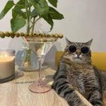 Stepan cat