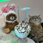 Stepan cat