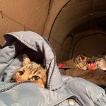 Stepan cat