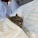 Stepan cat