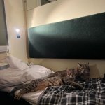 Stepan cat