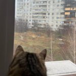 Stepan cat