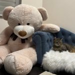 Stepan cat