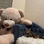 Stepan cat