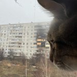 Stepan cat