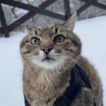 Stepan cat