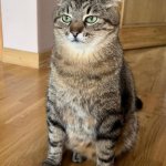 Stepan cat