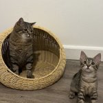 Stepan cat