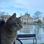 Stepan cat