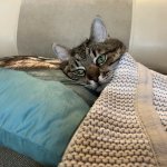 Stepan cat