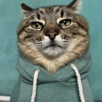 Stepan cat