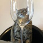 Stepan cat