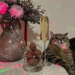 Stepan cat