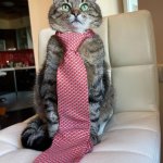 Stepan cat