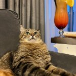 Stepan cat