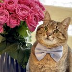 Stepan cat