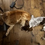 Canine centipede