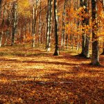 Autumn Outdoor Wallpapers - Wallpaper Cave