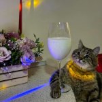 Stepan cat