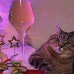 Stepan cat