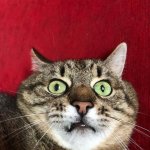 Stepan cat