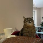 Stepan cat