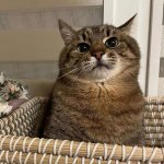 Stepan cat