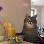 Stepan cat