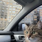 Stepan cat