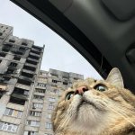 Stepan cat