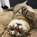 Stepan cat